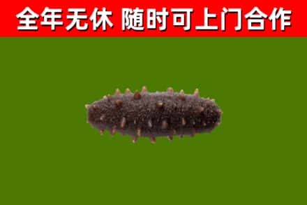 永新县烟酒回收干海参.jpg